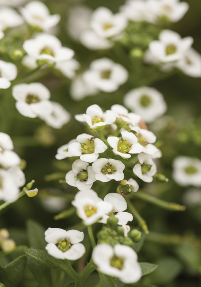 18523-GARDENING_alyssum