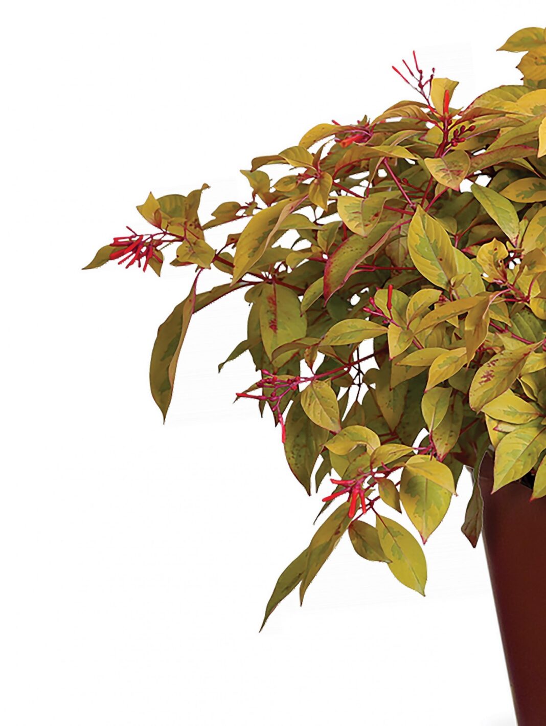 Lime Sizzler Firebush