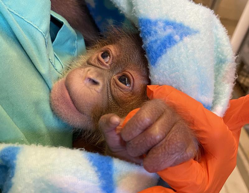 Critically Endangered Orangutan Gives Birth at Audubon Zoo