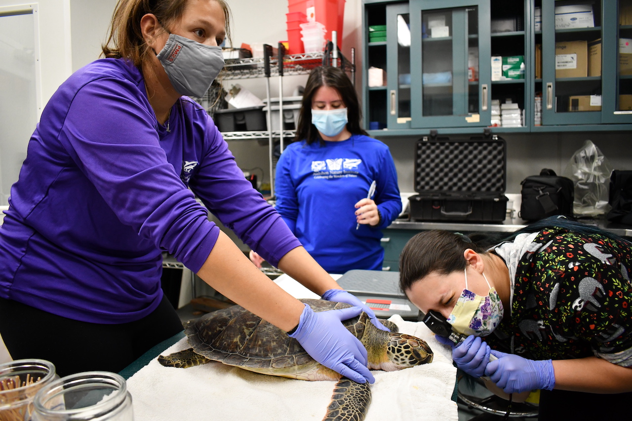 Audubon Coastal Wildlife Network Releases Endangered Green Sea Turtle Back Into the Wild - Vimarsana News