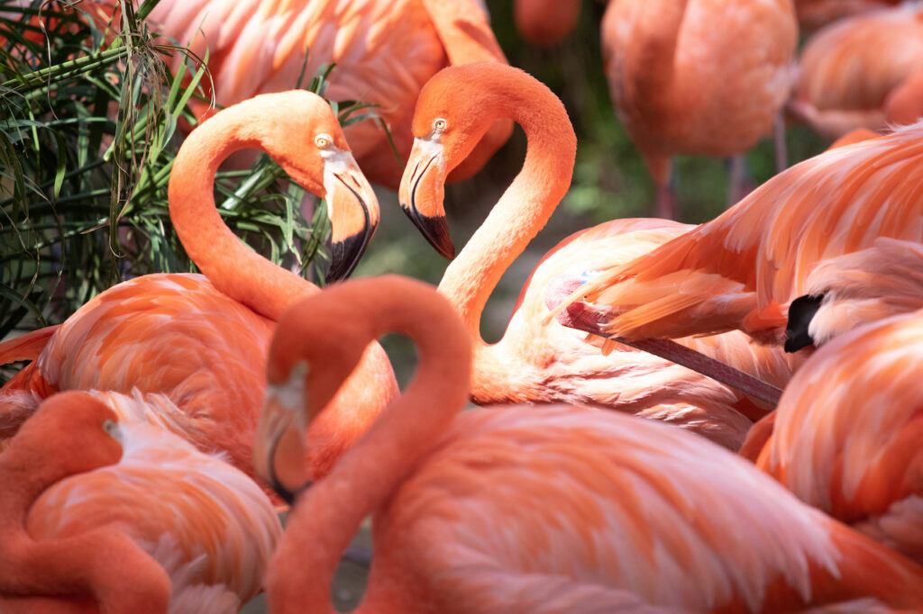 Audubon Zoo and Audubon Aquarium of the Americas Nominated for USA