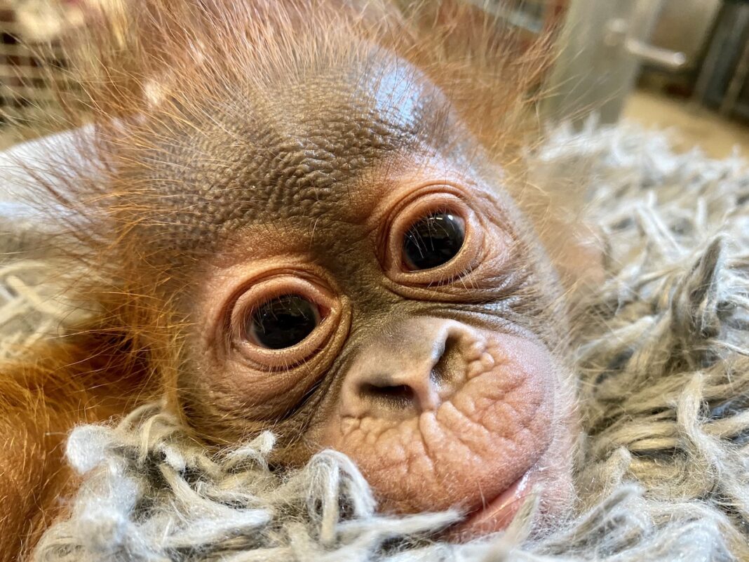 Audubon Aquarium of the Americas and Audubon Zoo Win Top Spots in USA