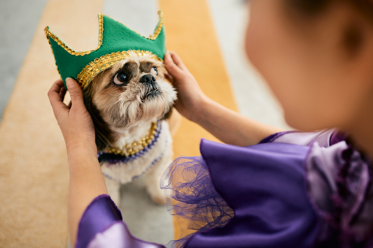 The King Cake Gear You Need for Carnival - Vimarsana News