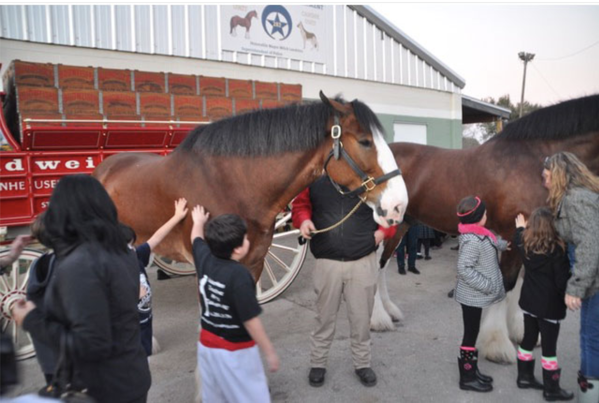 13th Annual Horses, Hops & Cops Fundraiser, Meet the Famous Budweiser Clydesdales - Vimarsana News