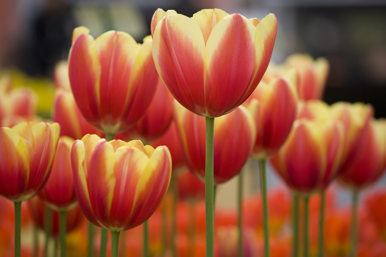 Week of Feb. 27: Wine, Tulips and a little Running - Vimarsana News