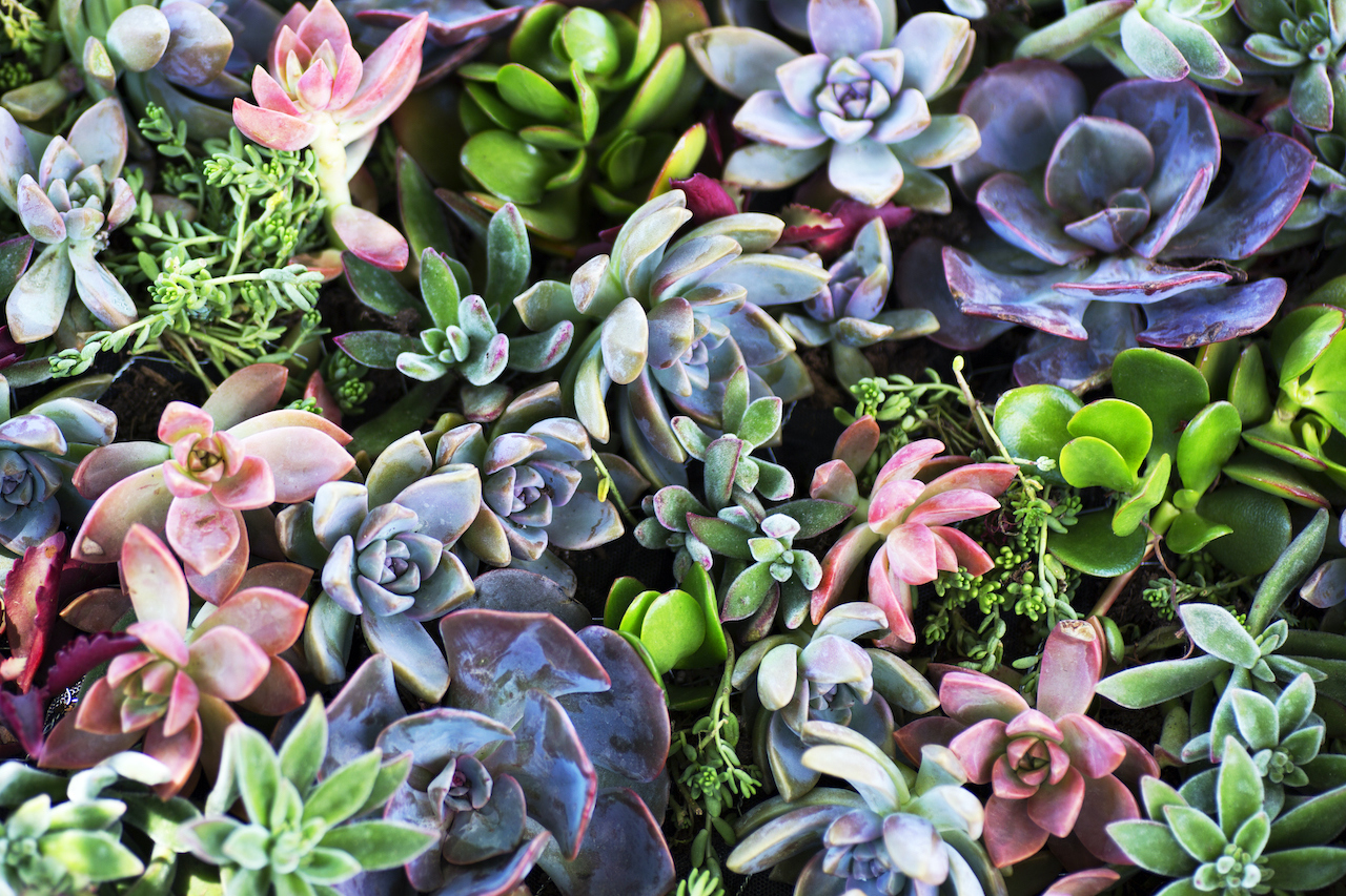 Week of May 15: Bayou Boogaloo, Summer Plants and Flashmob New Orleans - Vimarsana News