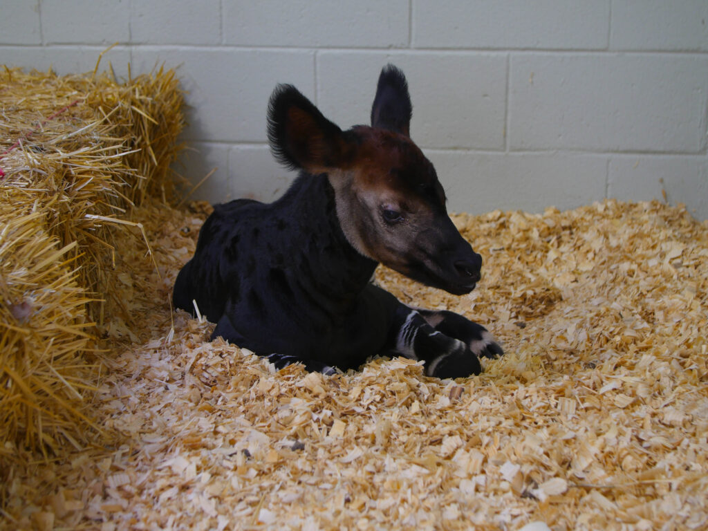 Rare Okapi Calf Faces Health Challenges at Audubon Nature Institute - Vimarsana News
